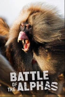 Battle Of The Alphas 